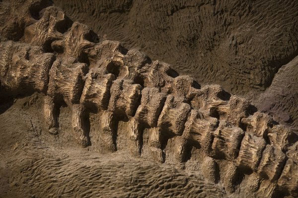 Where can you take part in a guided fossil hunting tour on the Jurassic Coast?